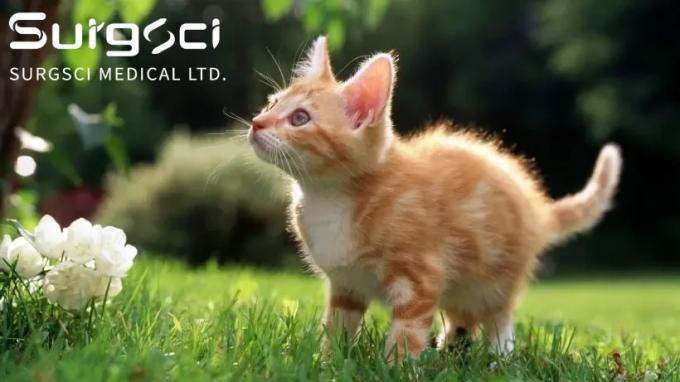 ข่าว บริษัท ล่าสุดเกี่ยวกับ 7 ประโยชน์ของการทำหมันหรือทำหมันแมว | ศ  0