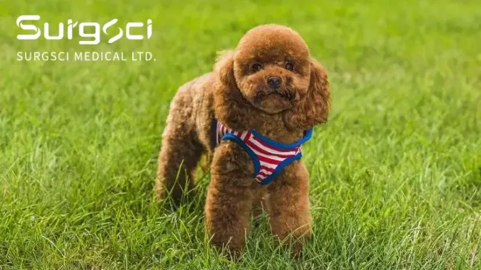 ข่าว บริษัท ล่าสุดเกี่ยวกับ Patella Luxating ในสุนัข | ศ  0