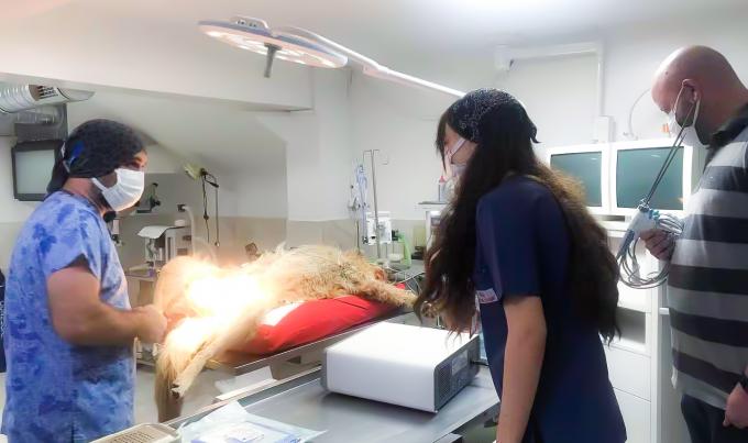 Laparoscope การผ่าตัด Ultrasonic Scalpel System Hemostasis สำหรับใช้ในสัตวแพทย์ 8