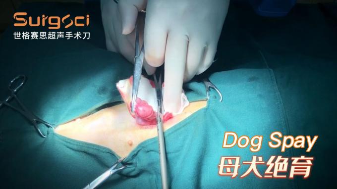 Ligasure Instruments ระบบมีดผ่าตัดอัลตราโซนิกสัตวแพทย์สำหรับการผ่าตัดสัตว์เลี้ยง 6